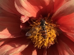 Episyrphus balteatus