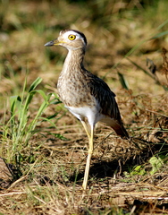 Burhinus bistriatus