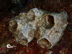 Chthamalus stellatus