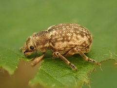 Strophosoma capitatum