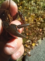 Faxonius virilis