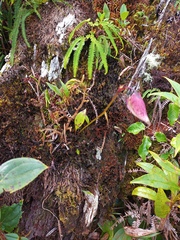 Utricularia unifolia