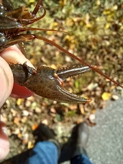 Faxonius virilis