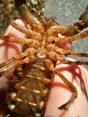 Faxonius virilis