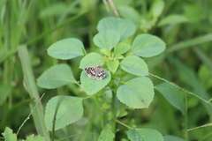 Spialia galba