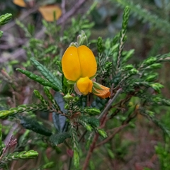 Rhynchosia chrysoscias