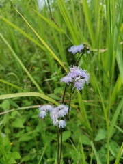 Ageratum