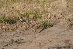 Vanellus coronatus