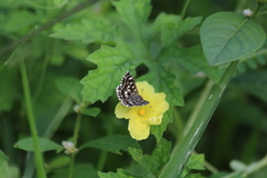 Spialia galba