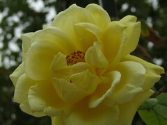 Rosa banksiae