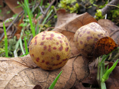 Cynips mirabilis