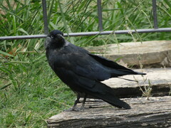 Corvus monedula