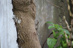 Funambulus pennantii