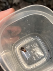 Amphasia interstitialis