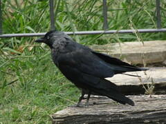 Corvus monedula