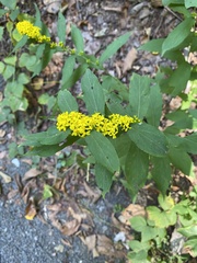 Solidago arguta