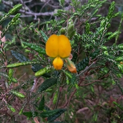 Rhynchosia chrysoscias