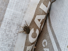 Eriophora edax