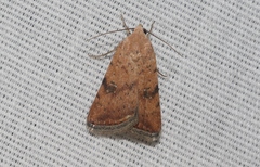 Micrathetis triplex