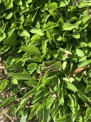 Celtis tenuifolia