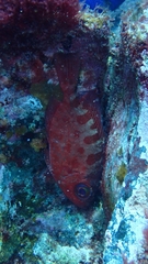 Heteropriacanthus fulgens