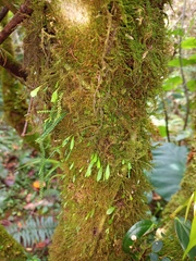 Utricularia jamesoniana