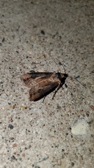 Noctuidae
