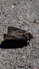 Noctuidae