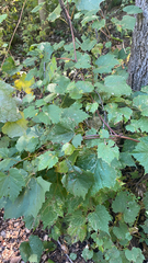 Vitis riparia