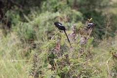 Lanius melanoleucus