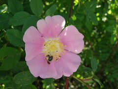 Rosa nutkana