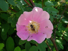 Rosa nutkana