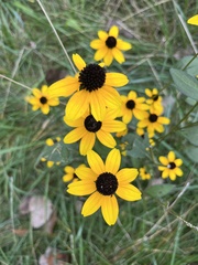 Rudbeckia triloba