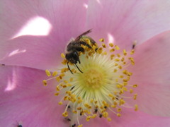 Rosa nutkana