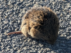 Microtus pennsylvanicus