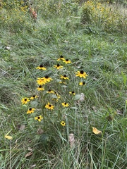 Rudbeckia triloba