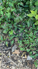 Persicaria longiseta