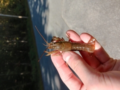 Faxonius virilis