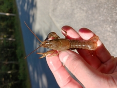Faxonius virilis