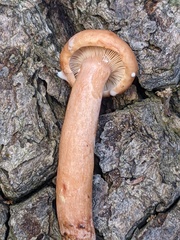Lactarius quietus