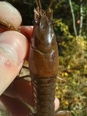 Faxonius virilis