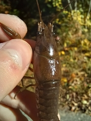 Faxonius virilis