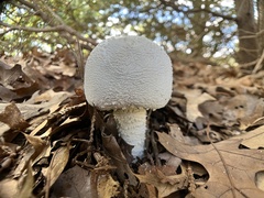 Amanita polypyramis