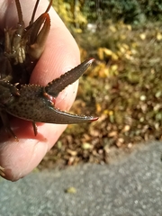 Faxonius virilis