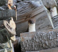 Mustela