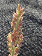 Echinochloa muricata