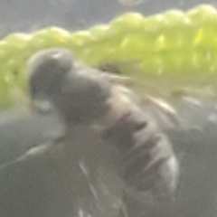 Megachile texana