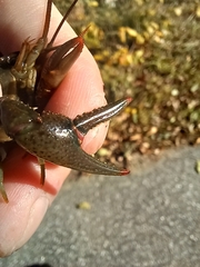 Faxonius virilis