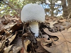 Amanita polypyramis