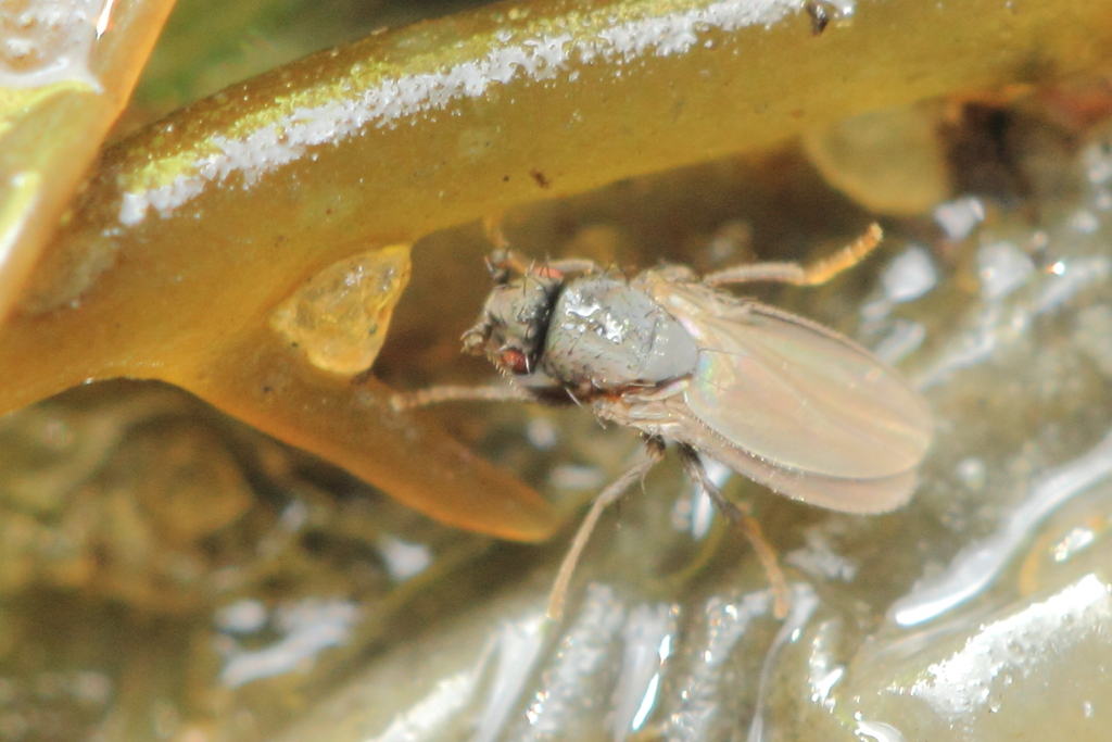 Thoracochaeta brachystoma